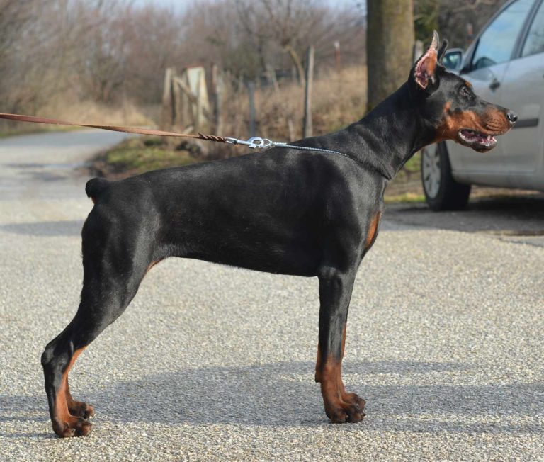 Available Adults Royal Rock Dobermans