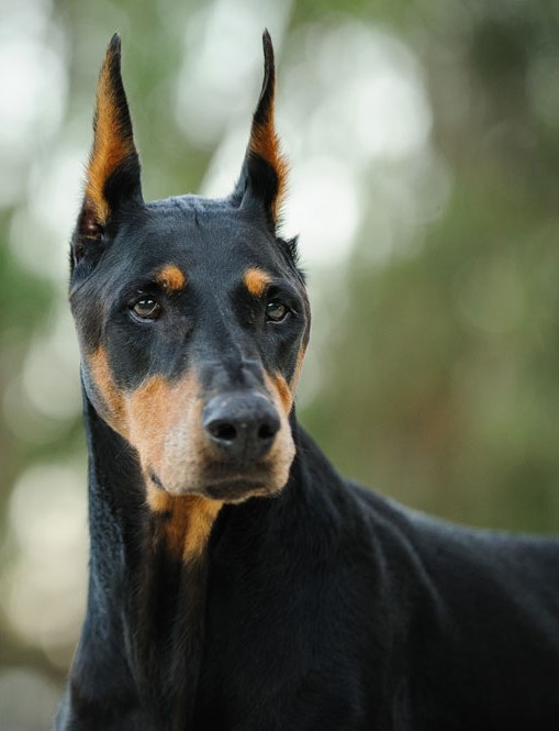 Doberman Ear Crops – Royal Rock Dobermans